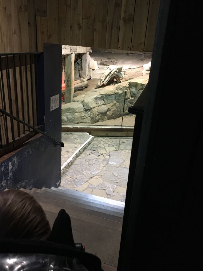 Photo of the back of Quinns head looking down some stairs at an animal enclosure