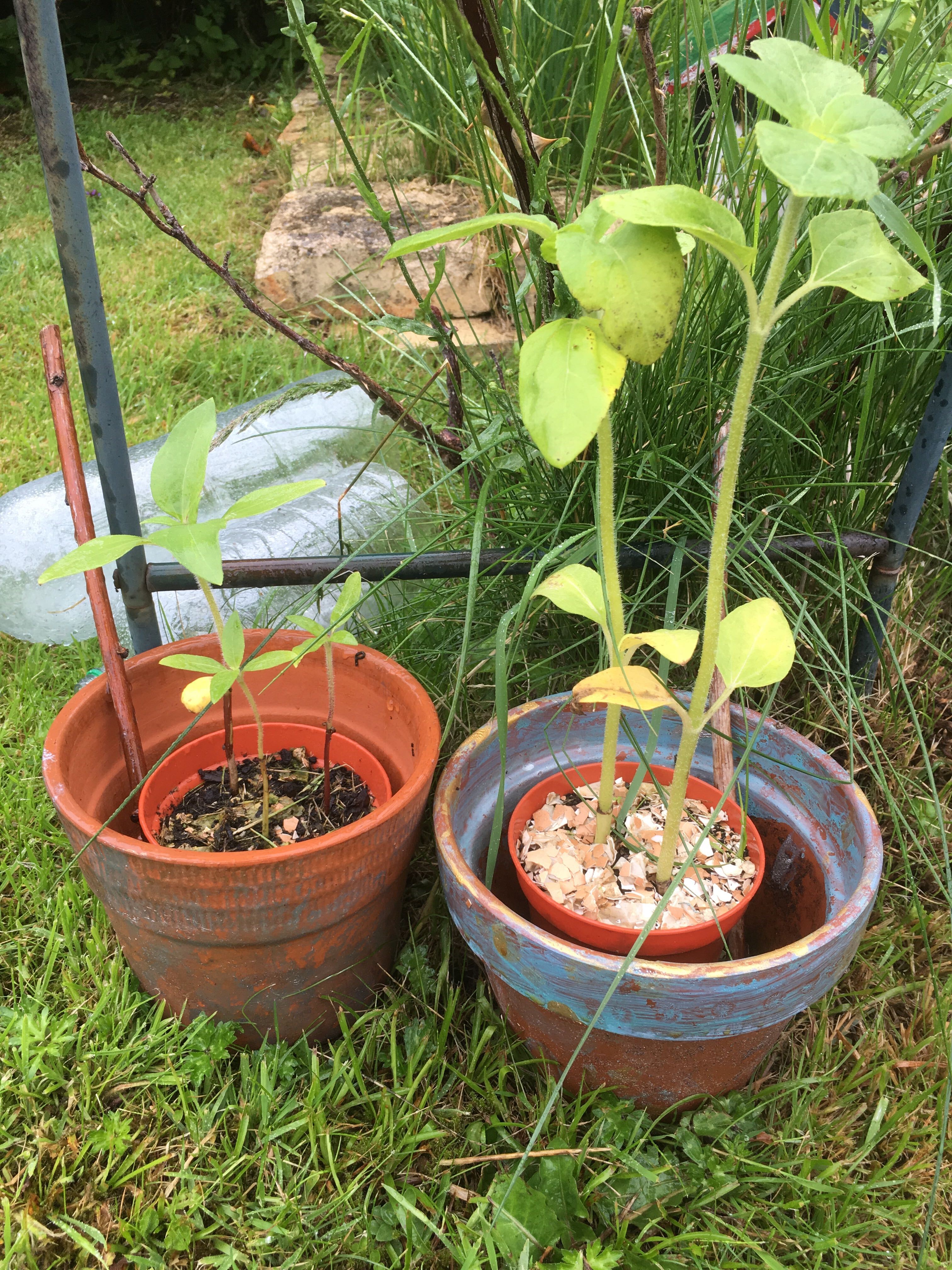 Photo of two pots each holding sunflowers which have grown to different heights