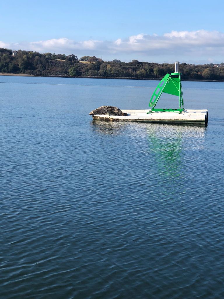  A seal basking in the sun on a man made island on the Firth of Forth.